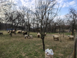 Oii de vânzare  - imagine 4