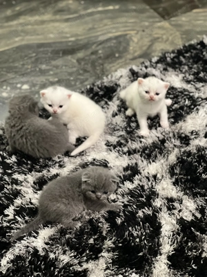 British straight si Scottish fold  - imagine 3