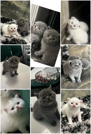 British straight si Scottish fold  - imagine 5