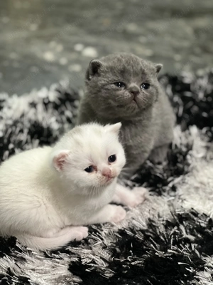 British straight si Scottish fold  - imagine 4