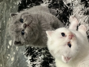 British straight si Scottish fold  - imagine 2