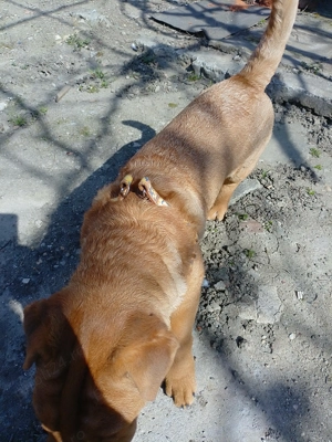 Vând urgent câine Shar pei 500 lei - imagine 3