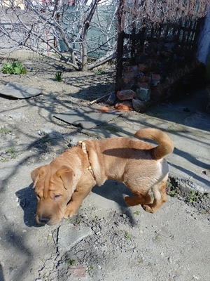 Vând urgent câine Shar pei 500 lei - imagine 4