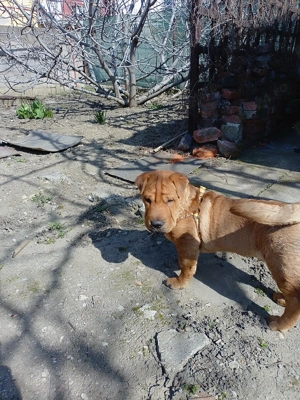 Vând urgent câine Shar pei 500 lei - imagine 5