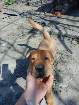 Vând urgent câine Shar pei 500 lei - imagine 2