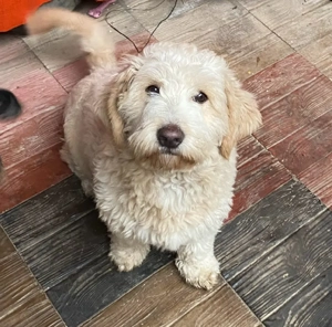 Donez pui de caine,varsta 1 an si 3 luni - imagine 3