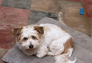 Donez pui de caine,varsta 1 an si 3 luni - imagine 2