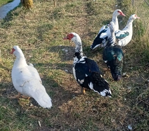 Vând rațe mute ! - imagine 3