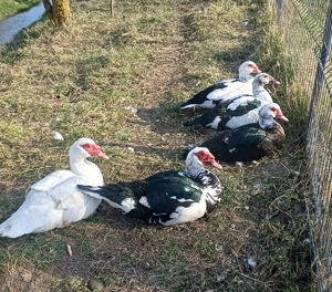 Vând rațe mute ! - imagine 2