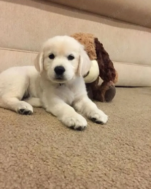 Labrador pui - imagine 2