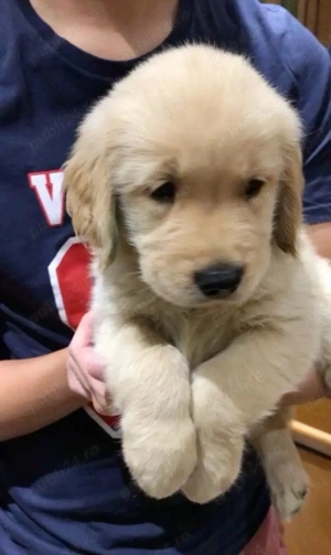 Labrador pui - imagine 3