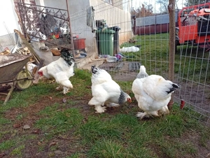 familie Brahma HD - imagine 2