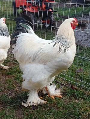 familie Brahma HD - imagine 3