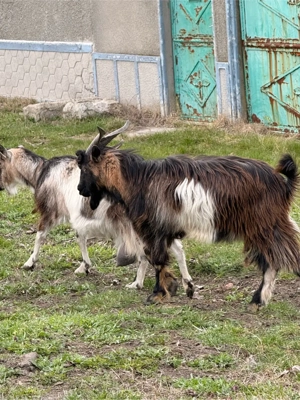 vând țap.  - imagine 3