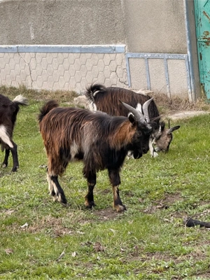 vând țap.  - imagine 2