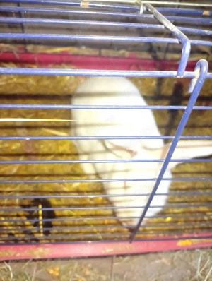 femele new zeland  - imagine 2