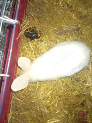 femele new zeland  - imagine 3