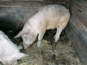 Porc de vânzare în Domnin, județul Sălaj 