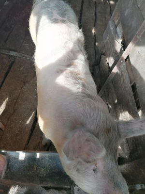 Porc de vânzare în Domnin, județul Sălaj  - imagine 3