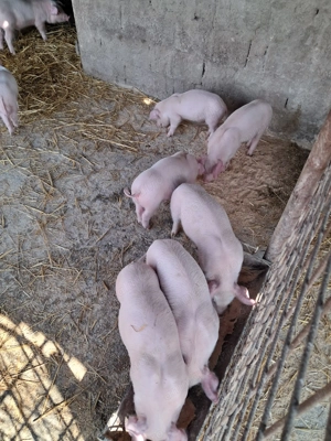 Purcei landrace de vinzare. - imagine 5