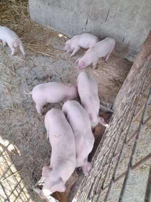 Purcei landrace de vinzare. - imagine 3