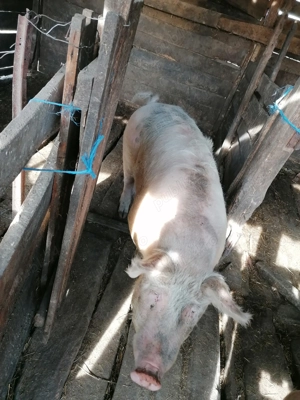 Porc de vânzare în Domnin, județul Sălaj  - imagine 2