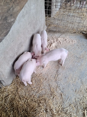 Purcei landrace de vinzare. - imagine 4