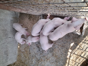 Purcei landrace de vînzare .