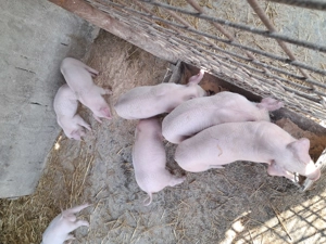 Purcei landrace de vînzare . - imagine 3