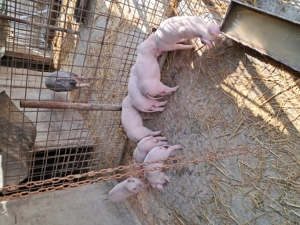 Purcei landrace de vînzare . - imagine 2