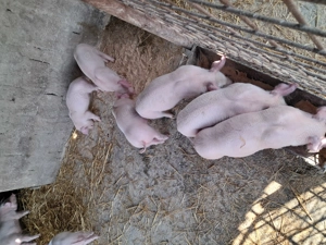 Purcei landrace de vînzare . - imagine 4