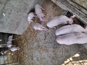 Purcei landrace de vînzare . - imagine 5