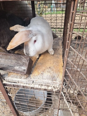 vand iepuri  - imagine 3