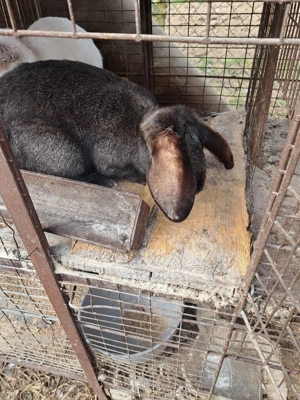 vand iepuri  - imagine 4