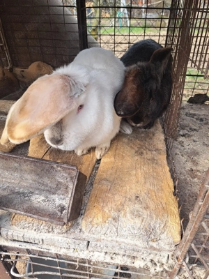 vand iepuri  - imagine 2