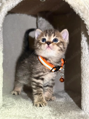  Puiuti British Shorthair isi cauta camin 