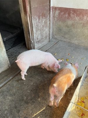 vand doi soldani 35 kg M - imagine 2