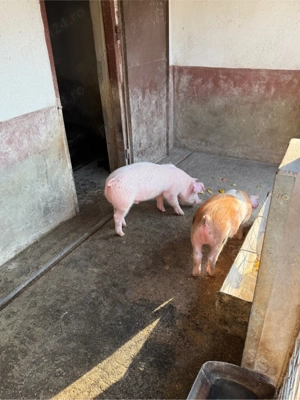 vand doi soldani 35 kg M - imagine 4