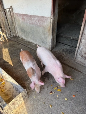 vand doi soldani 35 kg M - imagine 3