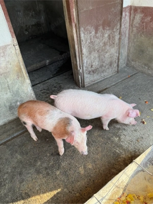 vand doi soldani 35 kg M - imagine 5