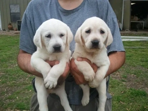 Labrador Retriever 