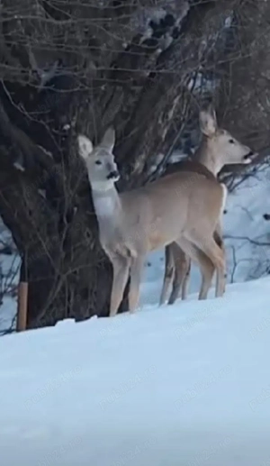 casa de vanzare lntre zam și săvârșin 6400 mp zona foarte bună  - imagine 6