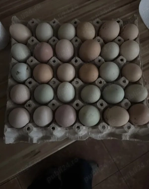 Vand oua de casa in Alba Iulia si Aiud