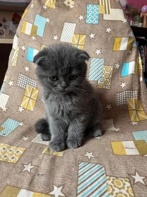  Pisica British & Scottish  - imagine 3