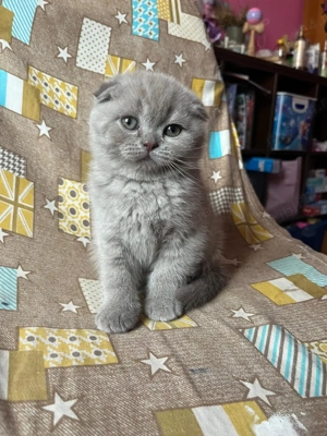  Pisica British & Scottish  - imagine 4