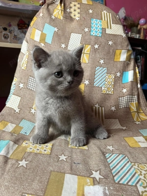  Pisica British & Scottish 