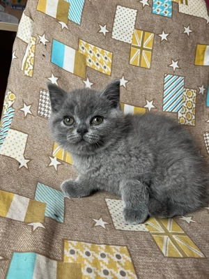  Pisica British & Scottish  - imagine 5