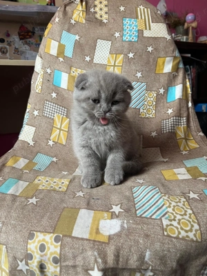  Pisica British & Scottish  - imagine 2