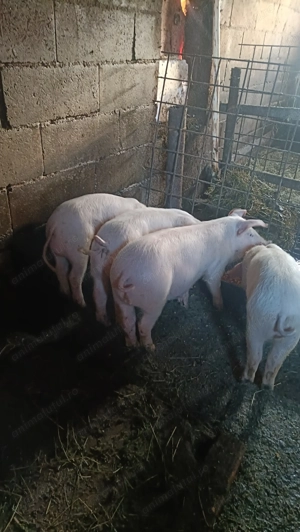 Landrace 3femele și un mascul din montă Biagen Bistrița  - imagine 2