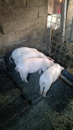 Landrace 3femele și un mascul din montă Biagen Bistrița 